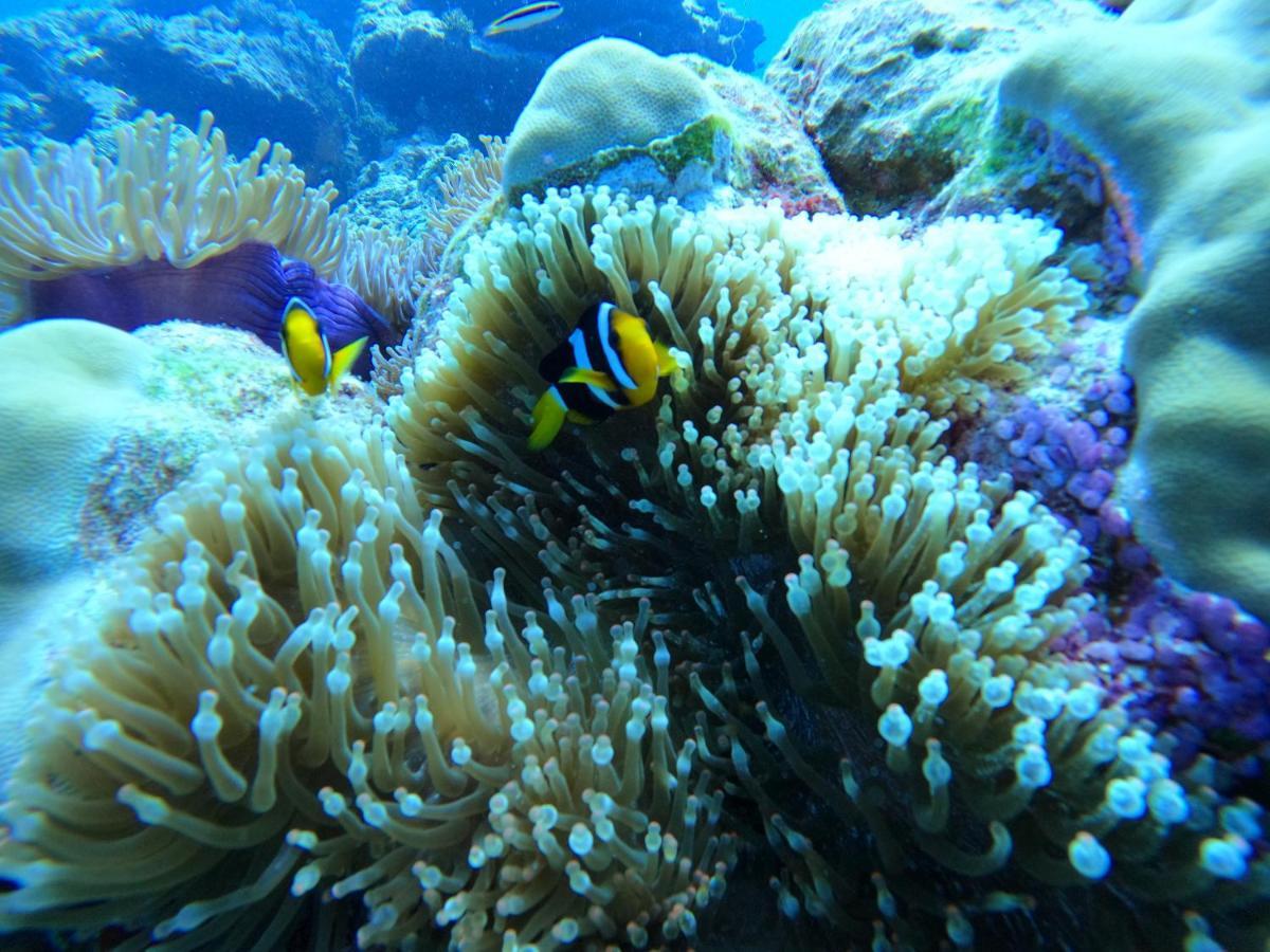Coral Beach Maldives Hangnaameedhoo Dış mekan fotoğraf